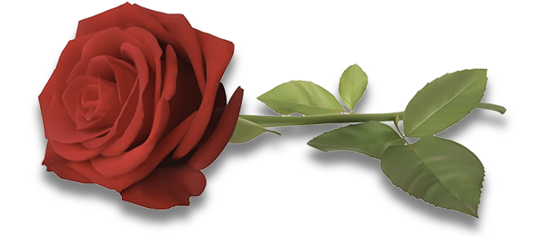 rose